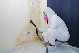 Mold Documentation for Insurance Claims in Greenup, KY